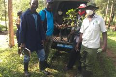 Tree-planting activities by member-saw millers