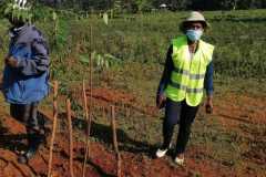 Tree-planting activities by member-saw millers