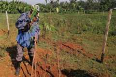 Tree-planting activities by member-saw millers