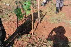 Tree-planting activities by member-saw millers