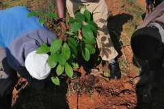 Tree-planting activities by member-saw millers