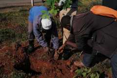 Tree-planting activities by member-saw millers