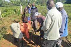 Tree-planting activities by member-saw millers