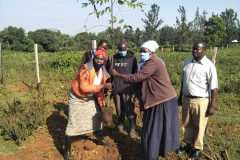 Tree-planting activities by member-saw millers