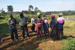 Tree-planting activities by member-saw millers