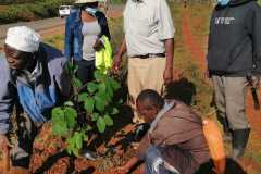 Tree-planting activities by member-saw millers