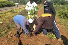 Tree-planting activities by member-saw millers
