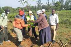 Tree-planting activities by member-saw millers