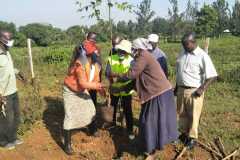 Tree-planting activities by member-saw millers