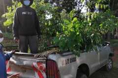 Tree-planting activities by member-saw millers