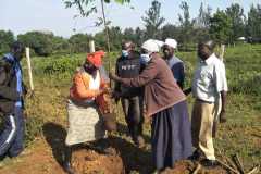 Tree-planting activities by member-saw millers