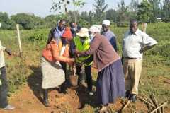 Tree-planting activities by member-saw millers