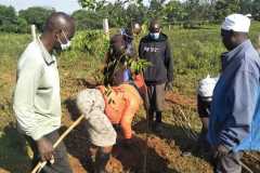 Tree-planting activities by member-saw millers