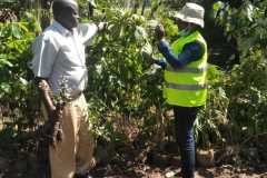 Tree-planting activities by member-saw millers