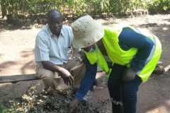 Tree-planting activities by member-saw millers