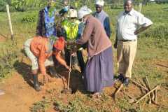 Tree-planting activities by member-saw millers
