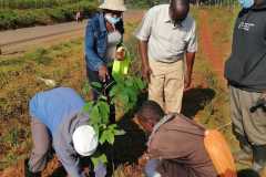 Tree-planting activities by member-saw millers