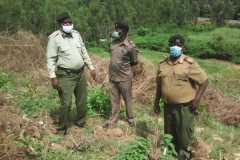 Tree-planting activities by member-saw millers