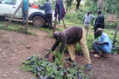 Tree-planting activities by member-saw millers