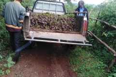Tree-planting activities by member-saw millers