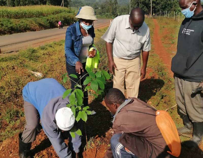 Tree-planting activities by member-saw millers